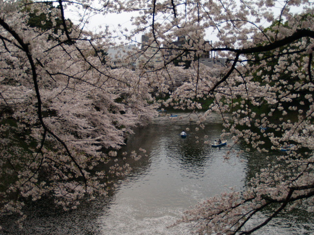 Sakura_064
